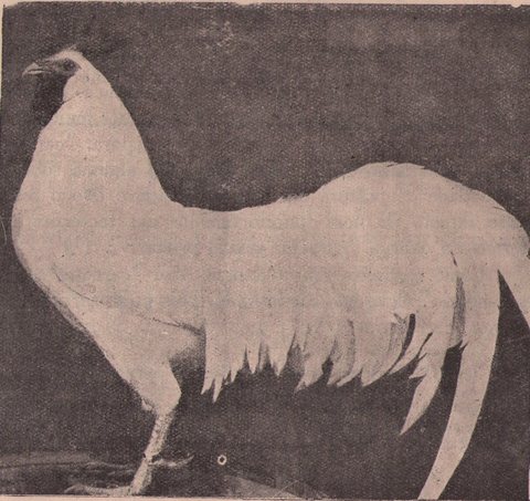 Galo Leghorn